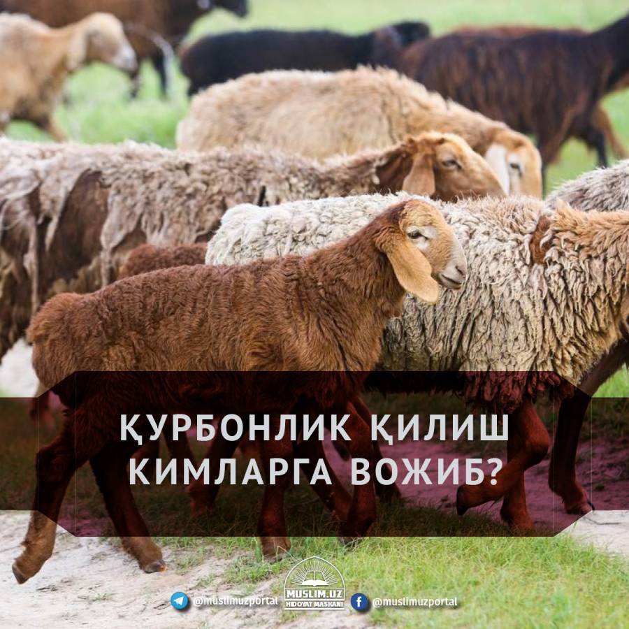 ҚУРБОНЛИК ҚИЛИШ КИМЛАРГА ВОЖИБ?